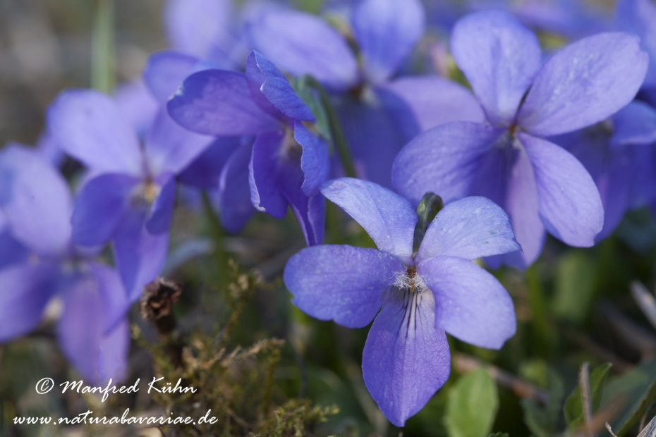Veilchen (Rauhes)_0003