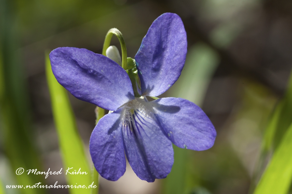 Veilchen (Wald-)_0006
