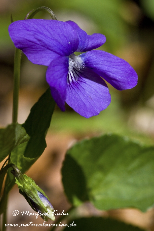 Veilchen (Wald-)_0008