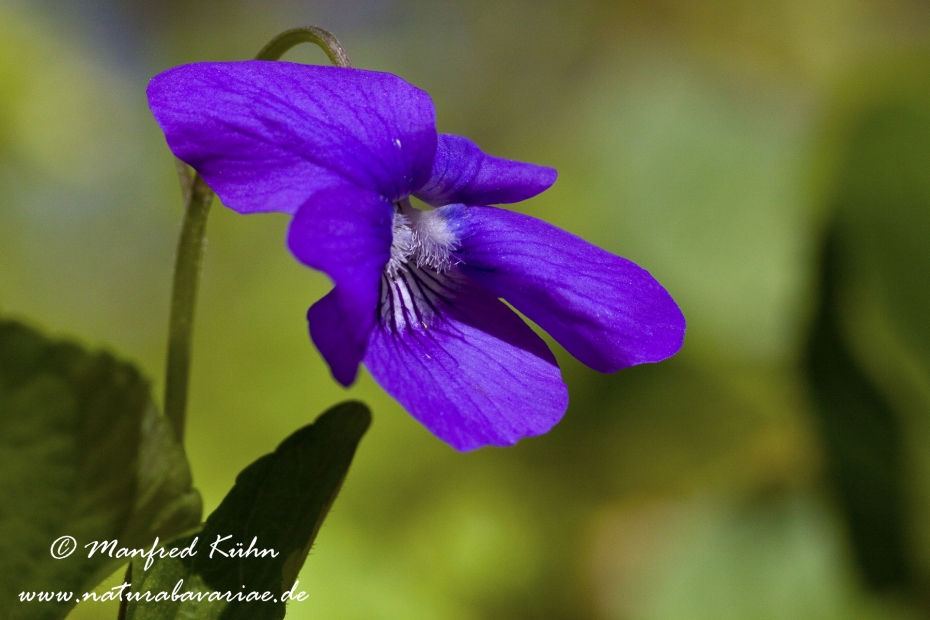 Veilchen (Wald-)_0010