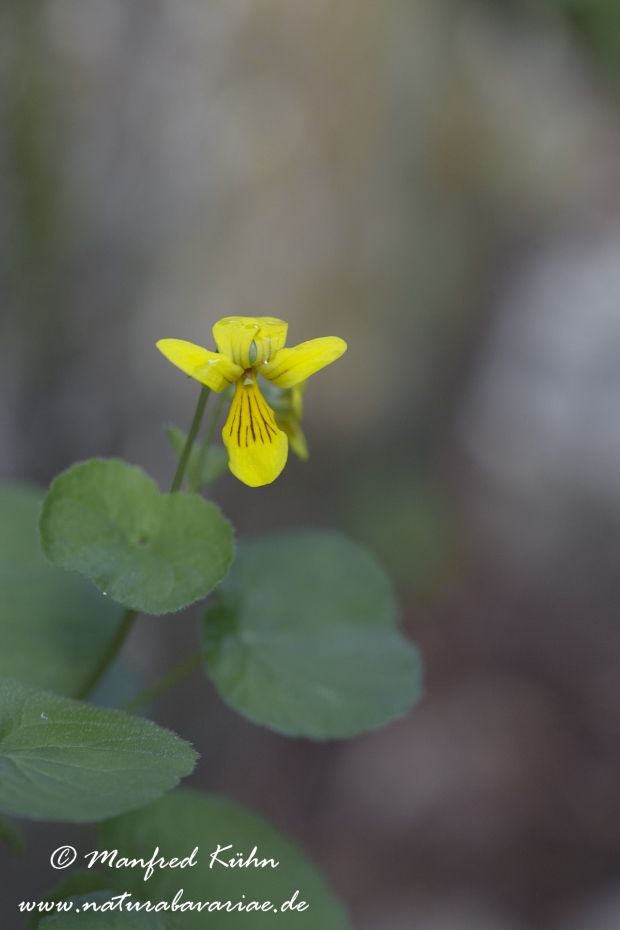 Veilchen (Zweibluetiges)_0004