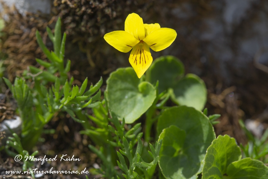Veilchen (Zweibluetiges)_0006