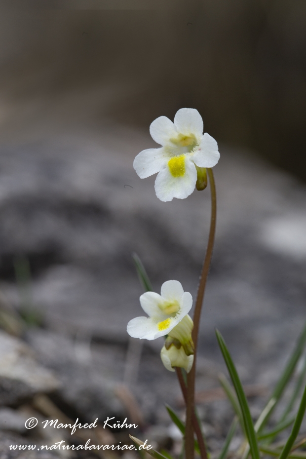 Fettkraut (Alpen-)_0008