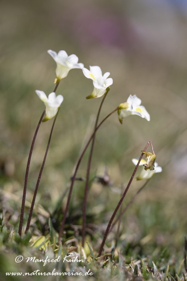Fettkraut (Alpen-)_0014
