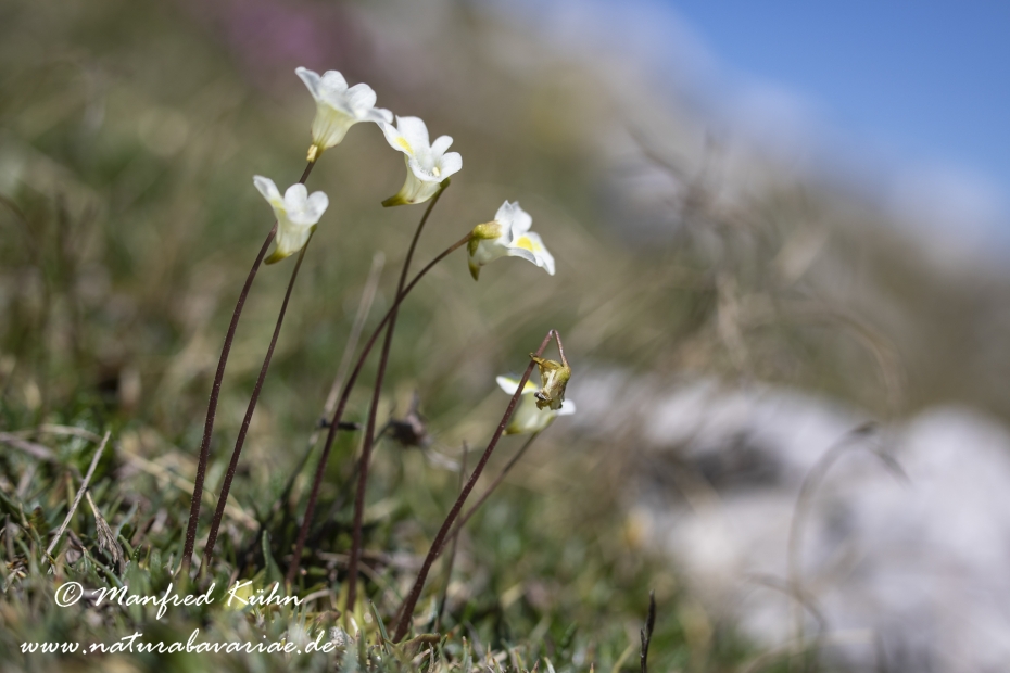 Fettkraut (Alpen-)_0017