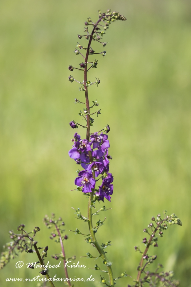 Koenigskerze (violette)_0004