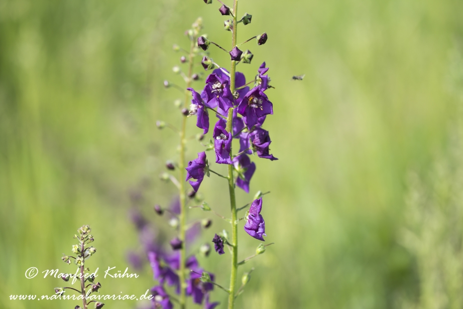 Koenigskerze (violette)_0007