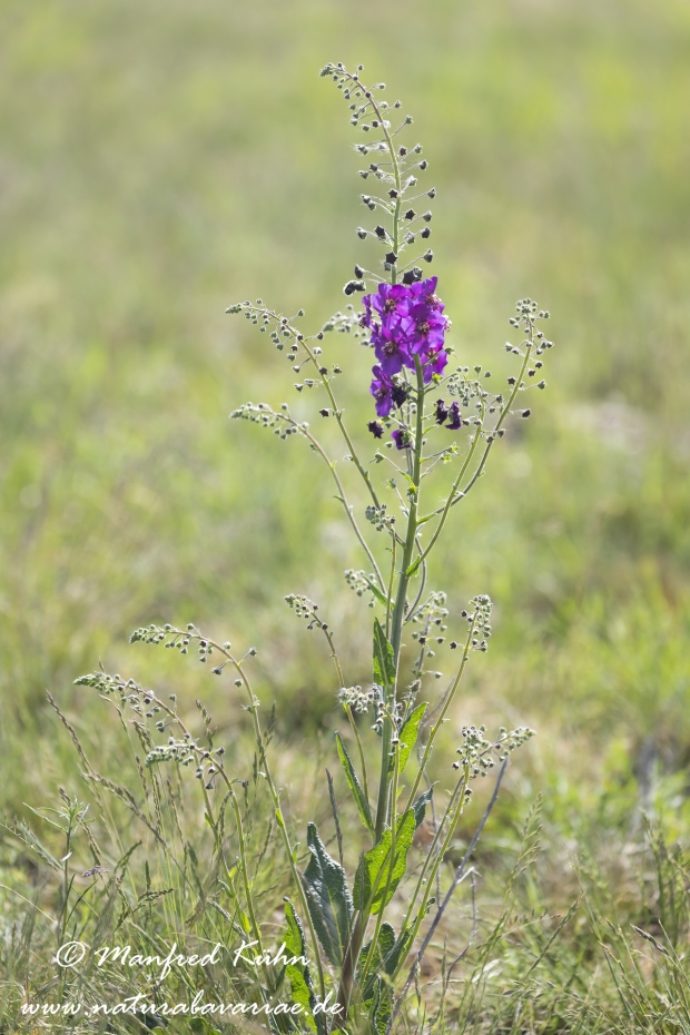 Koenigskerze (violette)_0008