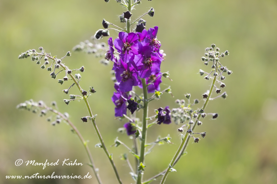 Koenigskerze (violette)_0009