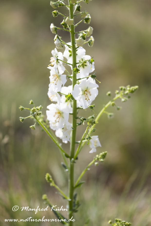 Koenigskerze (violette)_0011