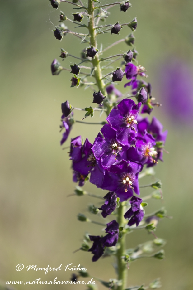 Koenigskerze (violette)_0014