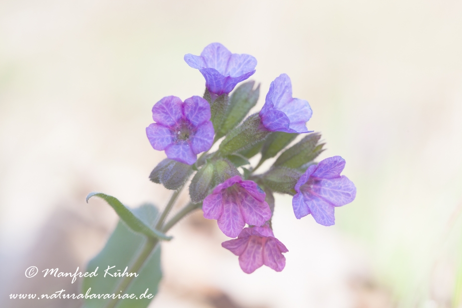 Lungenkraut (Weiches)_0002
