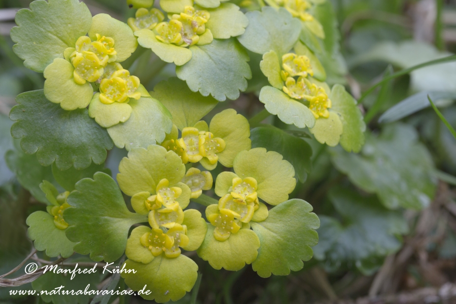 Milzkraut (Wechselblaettriges)_0006