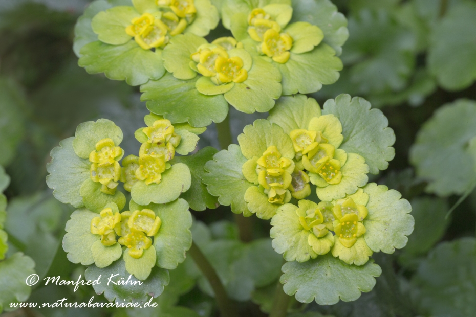 Milzkraut (Wechselblaettriges)_0009