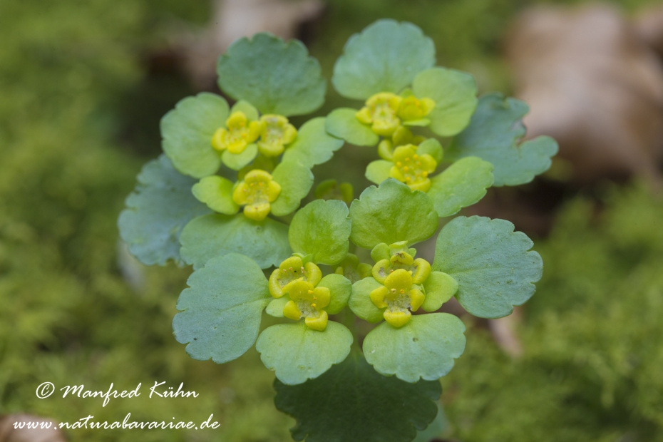 Milzkraut (Wechselblaettriges)_0013