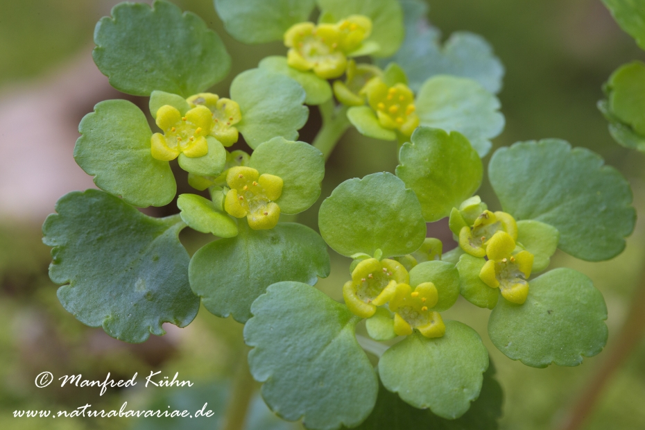 Milzkraut (Wechselblaettriges)_0018