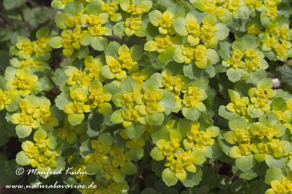 Milzkraut (Wechselblaettriges)_0022