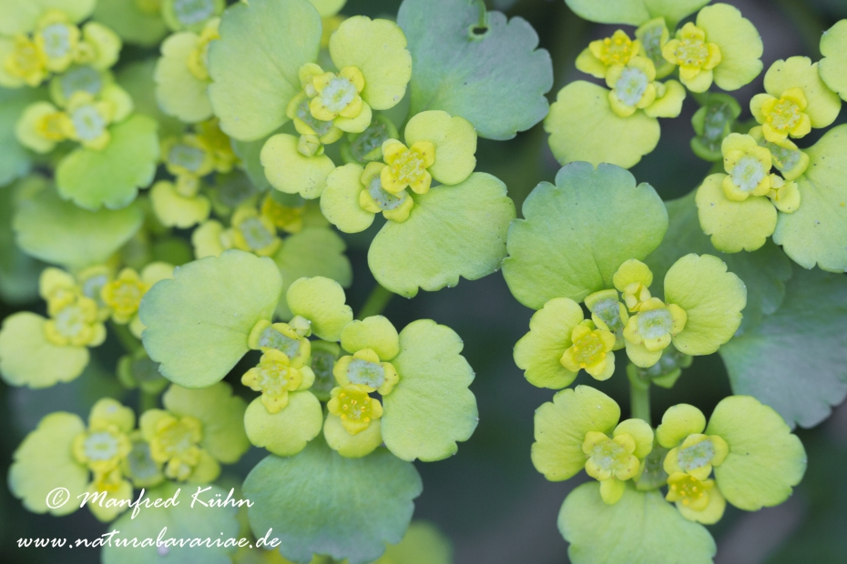 Milzkraut (Wechselblaettriges)_0027