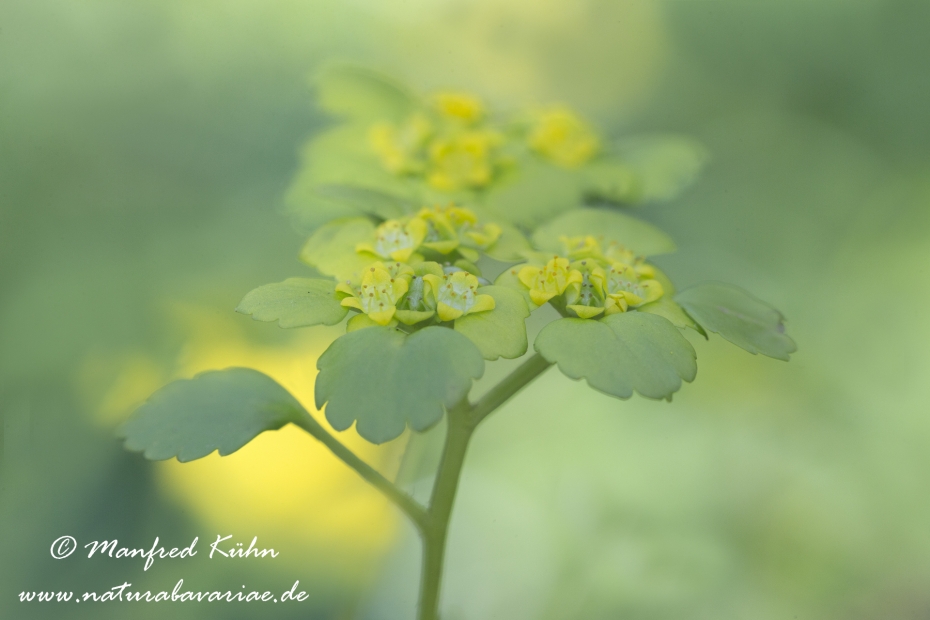 Milzkraut (Wechselblaettriges)_0029