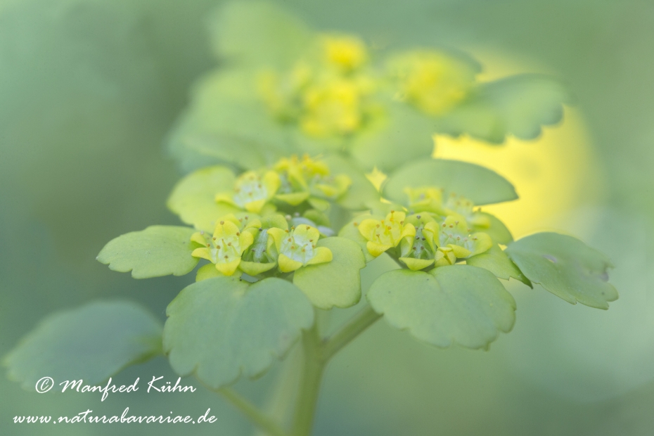 Milzkraut (Wechselblaettriges)_0030