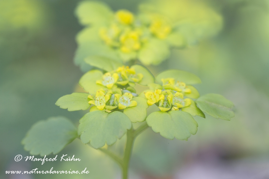 Milzkraut (Wechselblaettriges)_0032