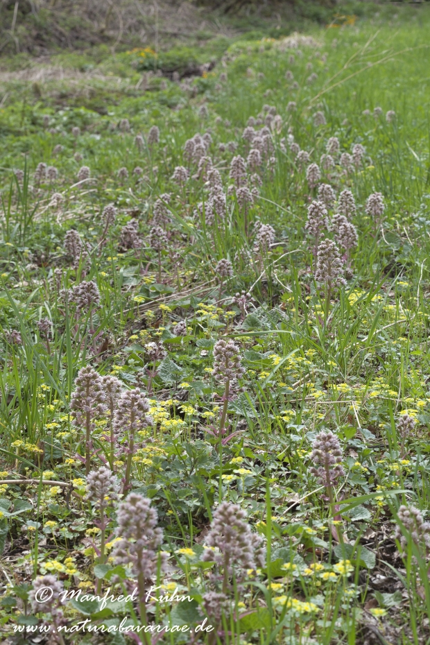 Pestwurz (Gewoehnliche)_0007