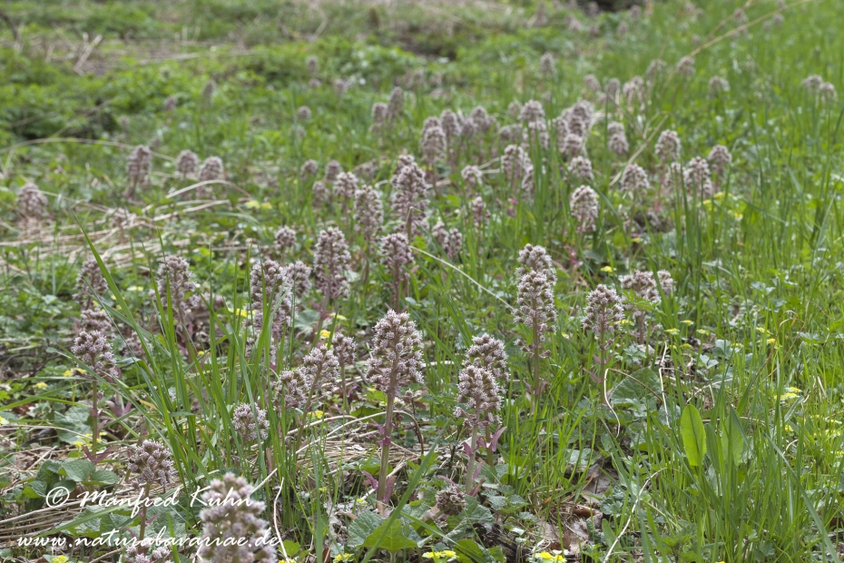 Pestwurz (Gewoehnliche)_0009