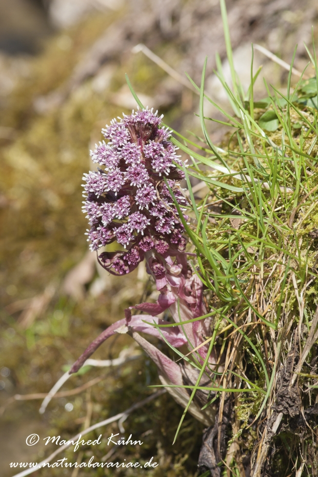 Pestwurz (Rote)_0001