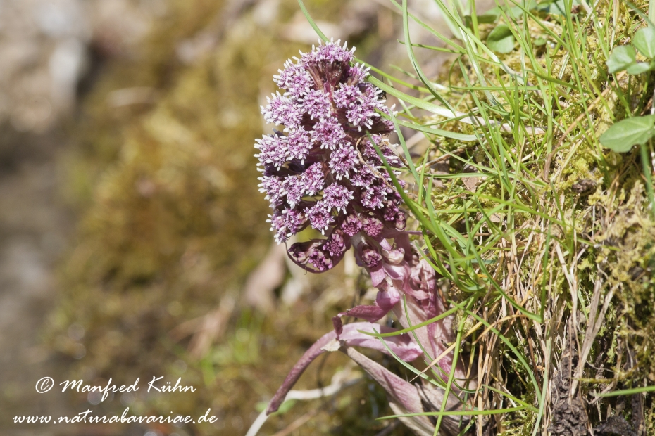 Pestwurz (Rote)_0002