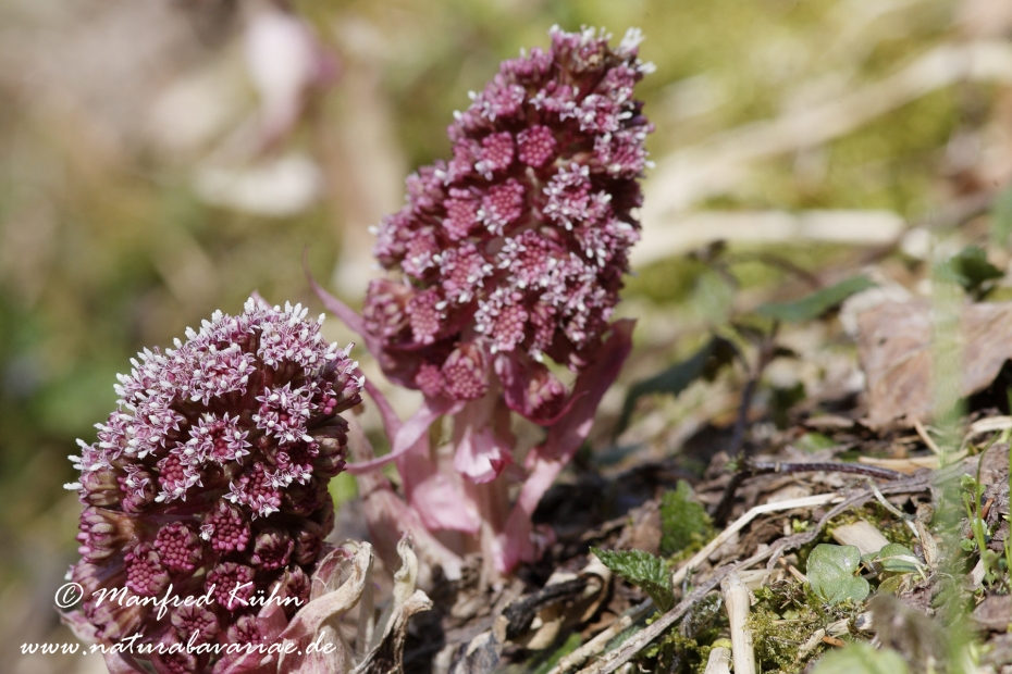 Pestwurz (Rote)_0003