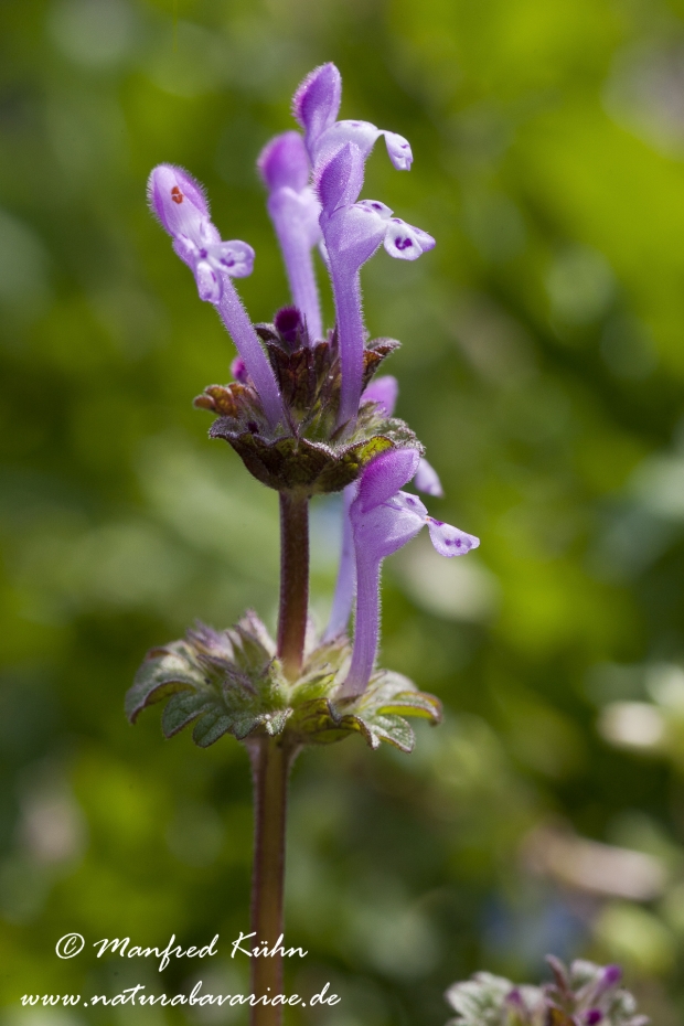 Taubnessel (Stengelumfassende)_0002