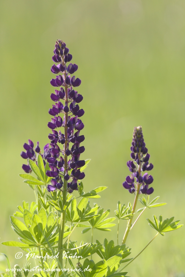 Lupine (vielblaettrige)_0004