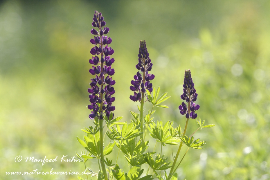 Lupine (vielblaettrige)_0008