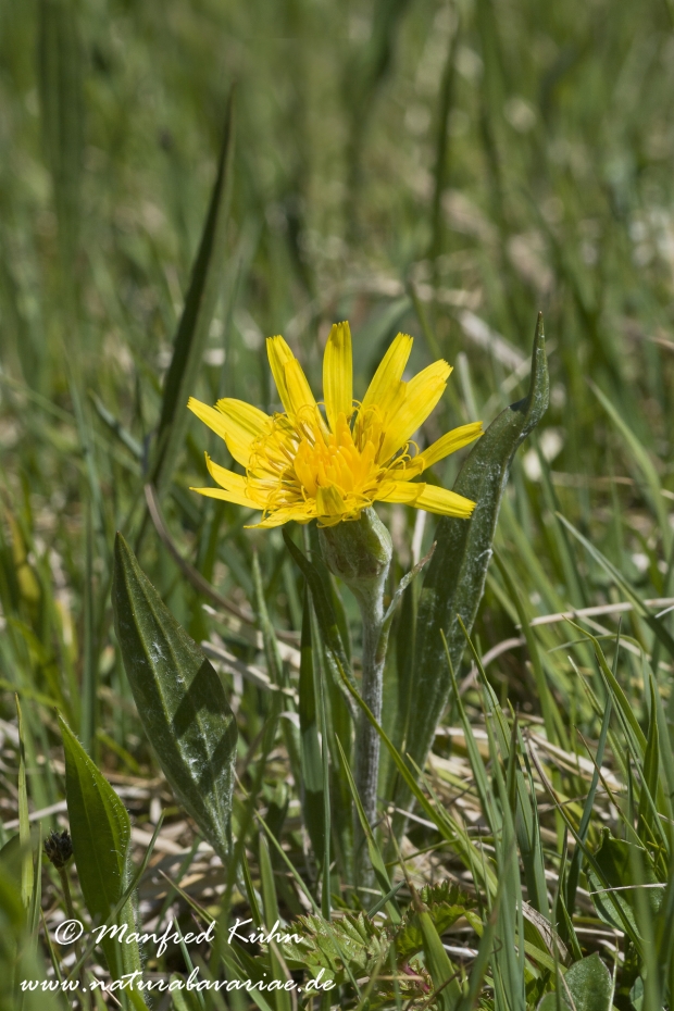 Schwarzwurzel (Niedrige)_0001