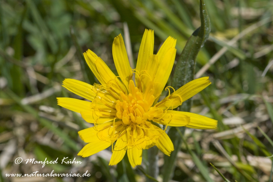 Schwarzwurzel (Niedrige)_0002