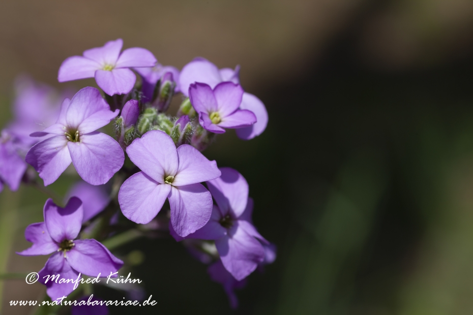Silberblatt (Einjaehriges)_0001