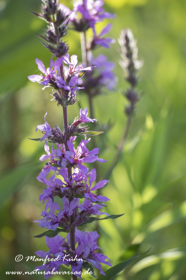 Blutweiderich ()_0014