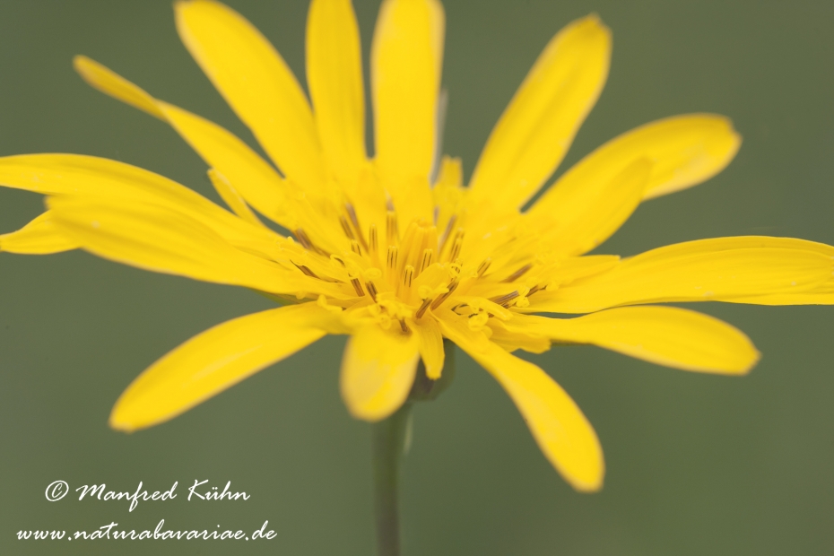Bocksbart (Wiesen-)_0001