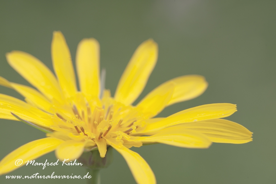 Bocksbart (Wiesen-)_0002