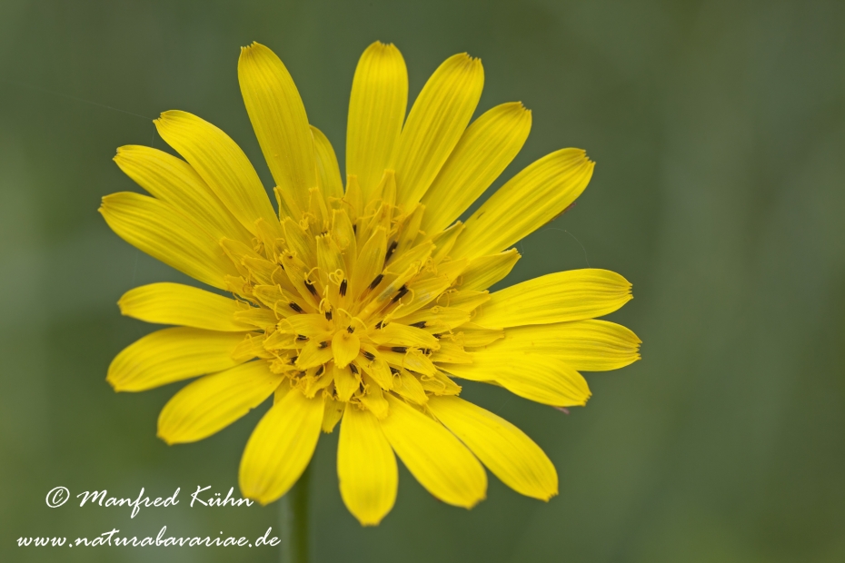 Bocksbart (Wiesen-)_0009