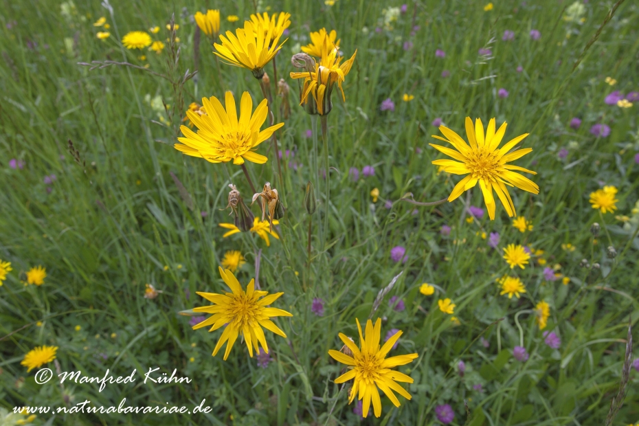 Bocksbart (Wiesen-)_0013
