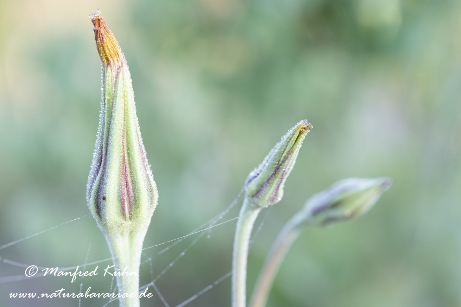 Bocksbart (Wiesen-)_0021