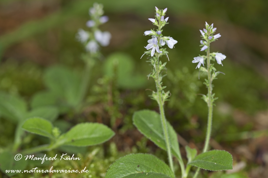 Ehrenpreis (Wald-)_0001