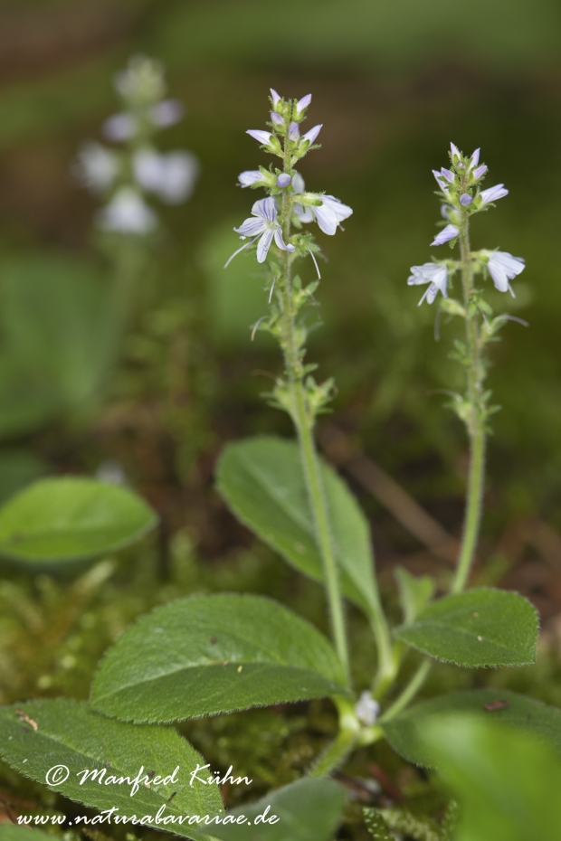 Ehrenpreis (Wald-)_0002