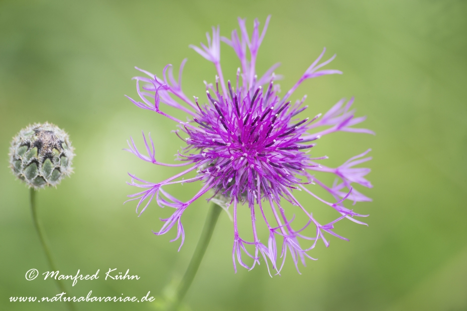 Flockenblume (Skabiosen-)_0001