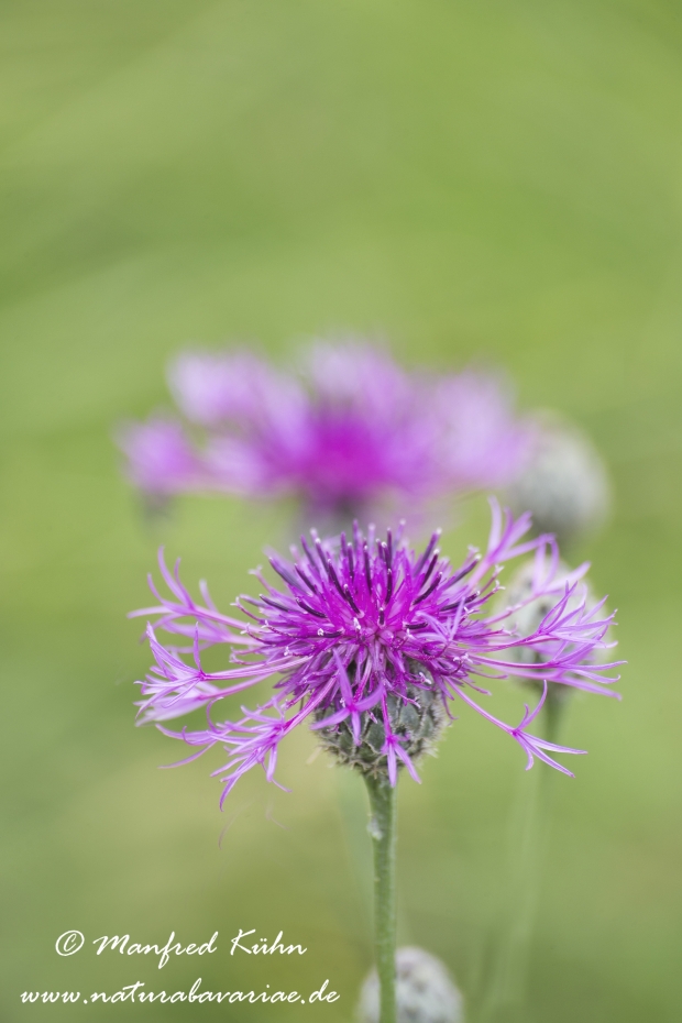 Flockenblume (Skabiosen-)_0002