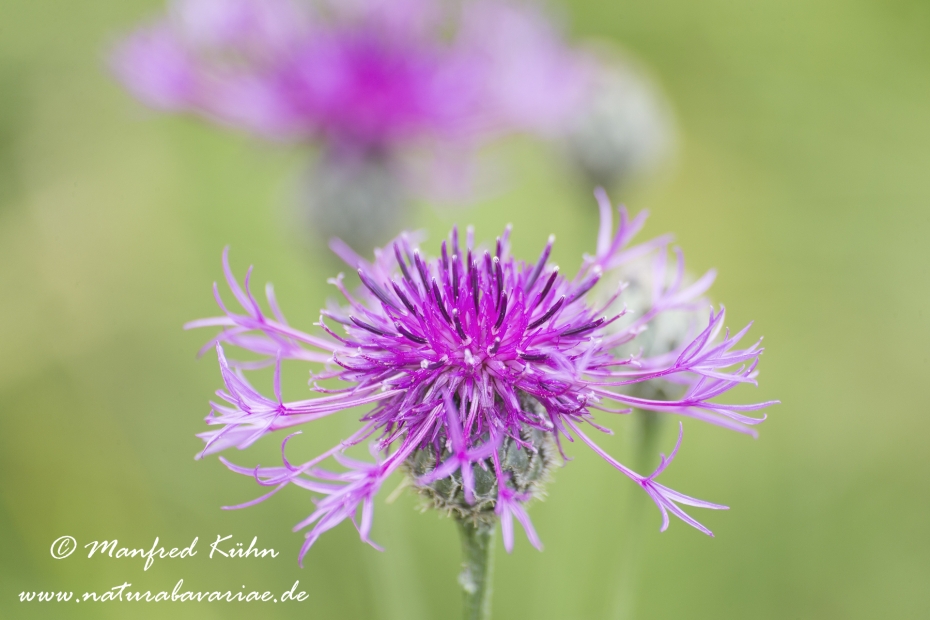 Flockenblume (Skabiosen-)_0004