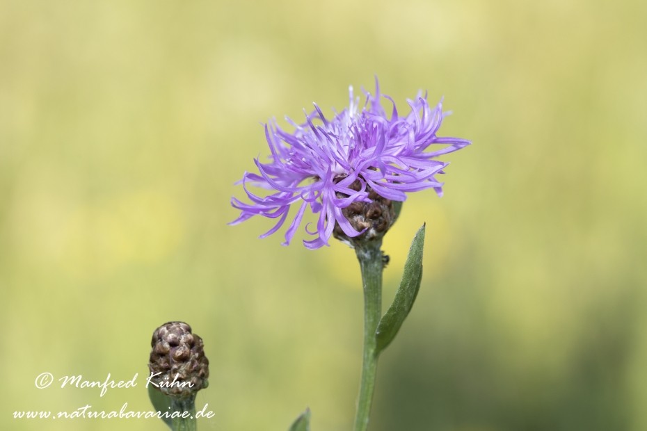 Flockenblume (Wiesen-)_0004