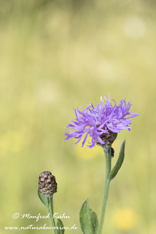 Flockenblume (Wiesen-)_0006
