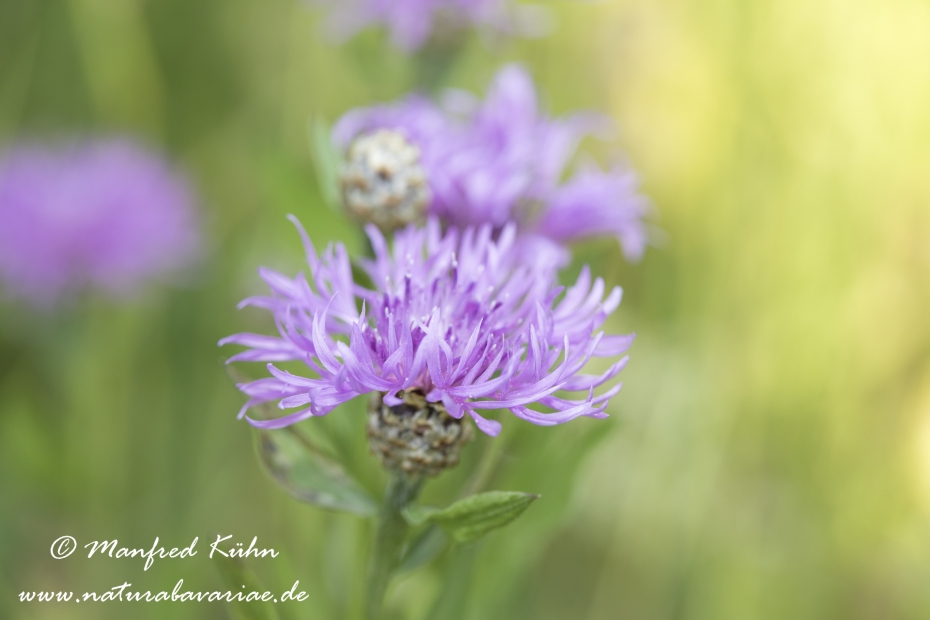 Flockenblume (Wiesen-)_0009